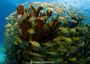 reef by Juan Cardona 